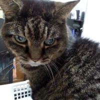 猫っぽい