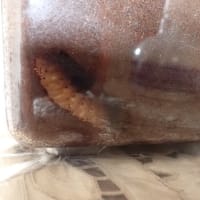 カブト虫がついに羽化