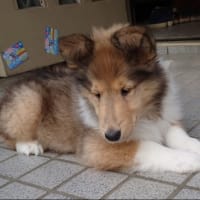吹雪君(テッペイ)巣立ちました