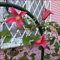 二連チャン★ちびゴーヤ★水やり3年★天かす紅ショウガおにぎり