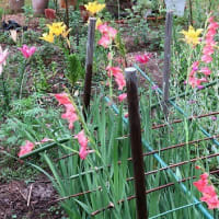 花壇の主役「スカシユリ」終わりです。