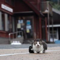 九州D島の猫たち　2025年4月　その3