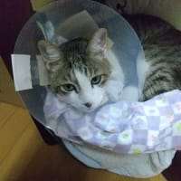 昨日の猫トイレと水
