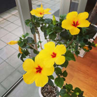 ハイビスカス🌺