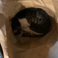 寝てます