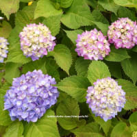 紫陽花　お写ん歩