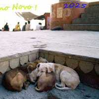 Feliz Ano Novo ! 2025
