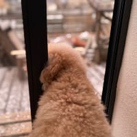 ボムちゃん、お初の雪景色