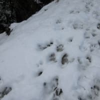 残雪の高宕山トレイルラン　　1768