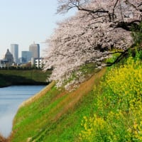 東京に桜の季節が来る2012年　すばらしい季節