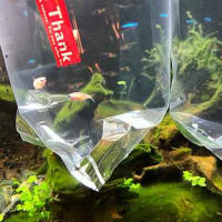 再び熱帯魚 追加投入！