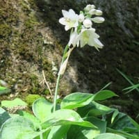 「擬宝珠の花」です、２種目類の一つ。