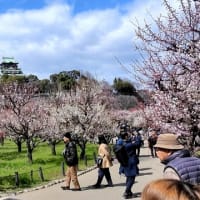 大阪城　梅林（２０２５年３月７日）動画