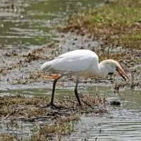 田植えの前に～アマサギ