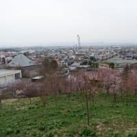 由仁町の桜は7分咲き？