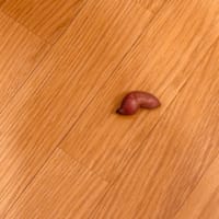 なんじゃぁこりゃぁ〜😵‍💫