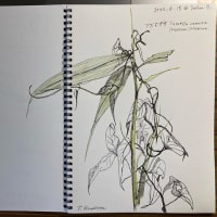 Nature journaling and sketch session presented by Rain Gardeners' Club