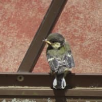 くちばしに黄色の部分が。シジュウカラの幼鳥？
