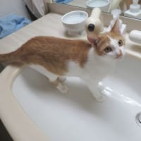 猫はどうして洗面台が好きなんだろう