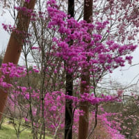 もうすぐ春が来る