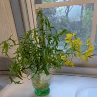 水菜の花