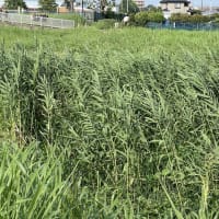 青蘆