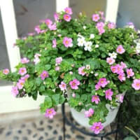 お花がきれいですね