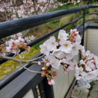 花いちごの庭に桜　満開　