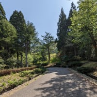 桜満開の時期は人出も多いらしい