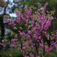 「花蘇芳/はなずおう×4枚。」