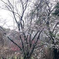 春の南九州撮影旅行2日目