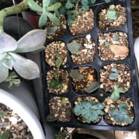 多肉植物を育てて4年目