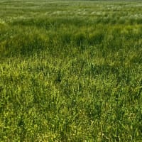 散歩道の麦畑と野草　20250507