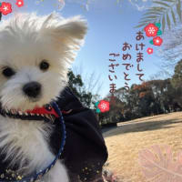 明けましておめでとうございます