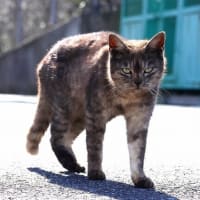 瀬戸内G島の猫たち　2025年2月　その12