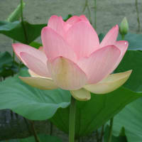 蓮の花