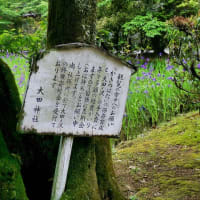 太田神社のカキツバタ　タコカエル　ソラ君