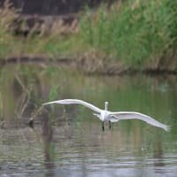 大きな沼のコアジサシ等