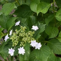 散歩道谷端川緑地　白色ホタルブクロが咲く　　　33
