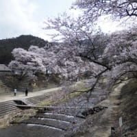 近江一　鮎河千本桜！！