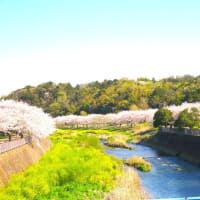 スケッチ風景画～引地川親水公園桜並木・八幡山洋館