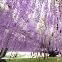 たのしい万葉集　藤波の咲く春の野に延ふ葛の・・・