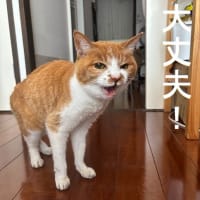 その後のにぽちのその後