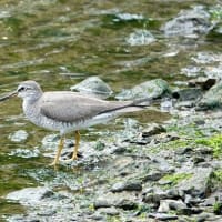 05/22探鳥記録写真：遠賀川河口の鳥たち（キアシシギ三昧、）