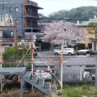 駅から桜です。