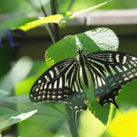 梅雨時の楽しみ「晴写雨読」