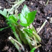 植えたみつばその後