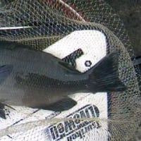 2012年１１月１１日　南房総で今度は黒鯛好調！