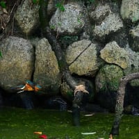 ９月１７日鶴見緑地　池のカワセミ