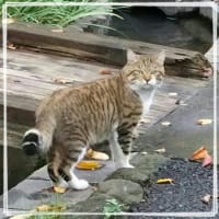 ライバル君